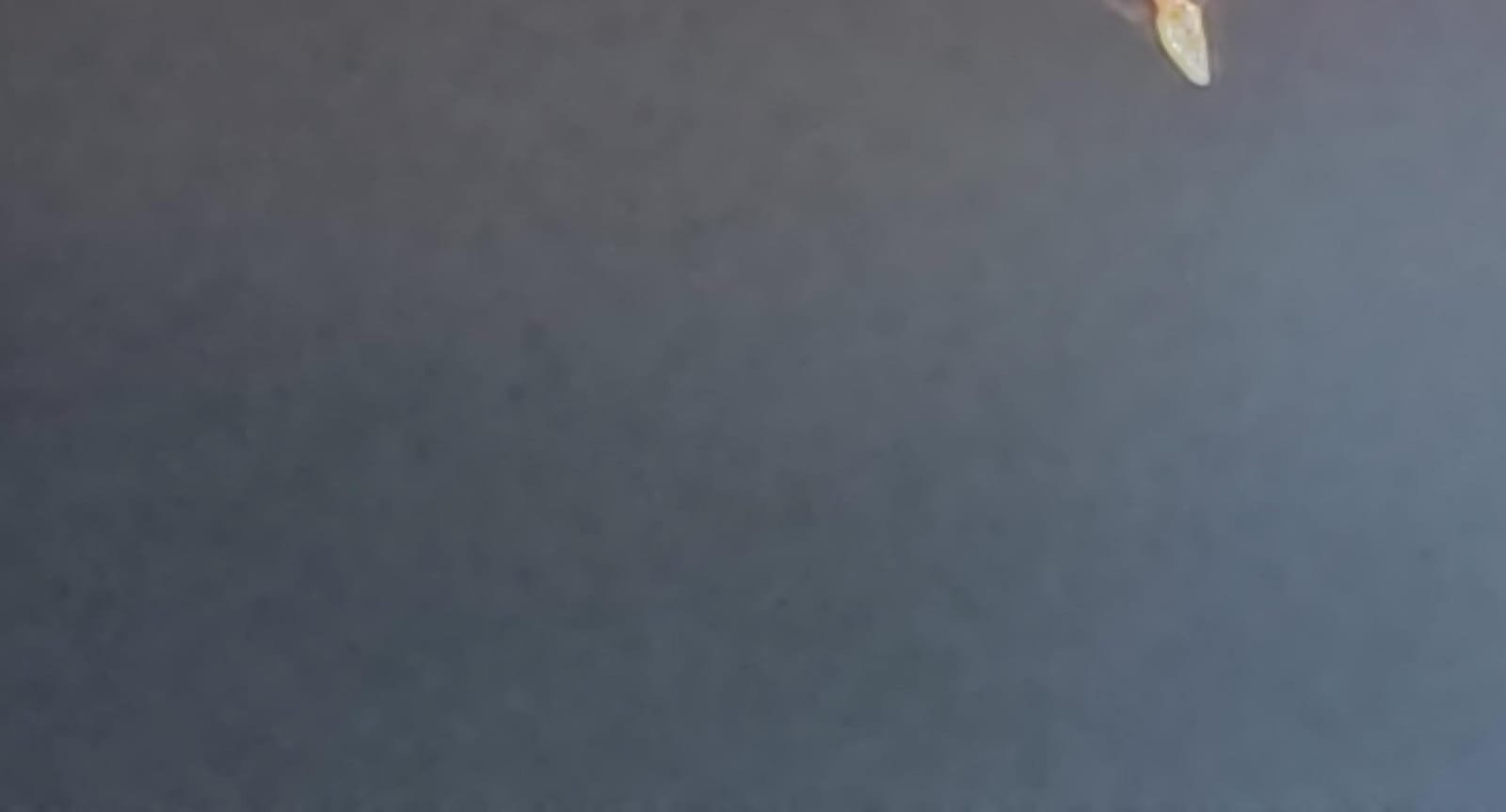 सर्दी और कोहरे के मद्देनजर निजी प्राथमिक विद्यालयों में प्रात: कालीन समय को लेकर दिखाई गंभीरता